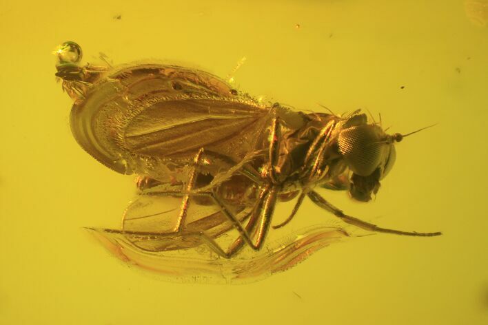 Fossil Fly (Diptera) In Baltic Amber #81705